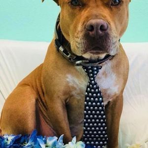 Meet your Posher, Ken